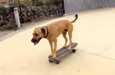 bamboo perro skater al patin
