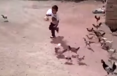 niño corriendo detras de las gallinas