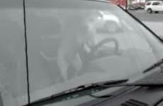 perro impaciente pitando el coche