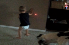 vídeo bebé y perro detrás de un láser