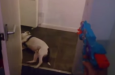 vídeo perro se hace el muerto cuando le disparan