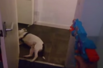 vídeo perro se hace el muerto cuando le disparan